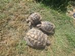 Hermanns : Trio of 3 male Hermanns approx 8 years old (Trio)